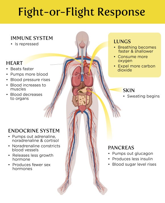 sympathetic nervous system fight or flight